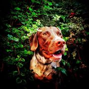 comment.user?.profileImg