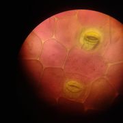 comment.user?.profileImg