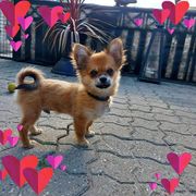 Opgaveejer for løst opgaver online