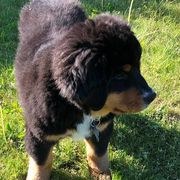 comment.user?.profileImg