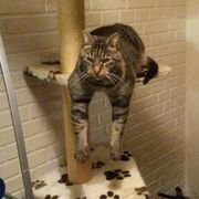 comment.user?.profileImg