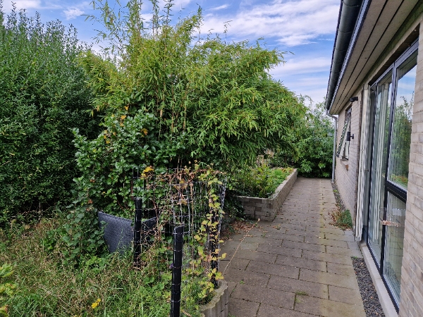 Stubfræsning af bambus