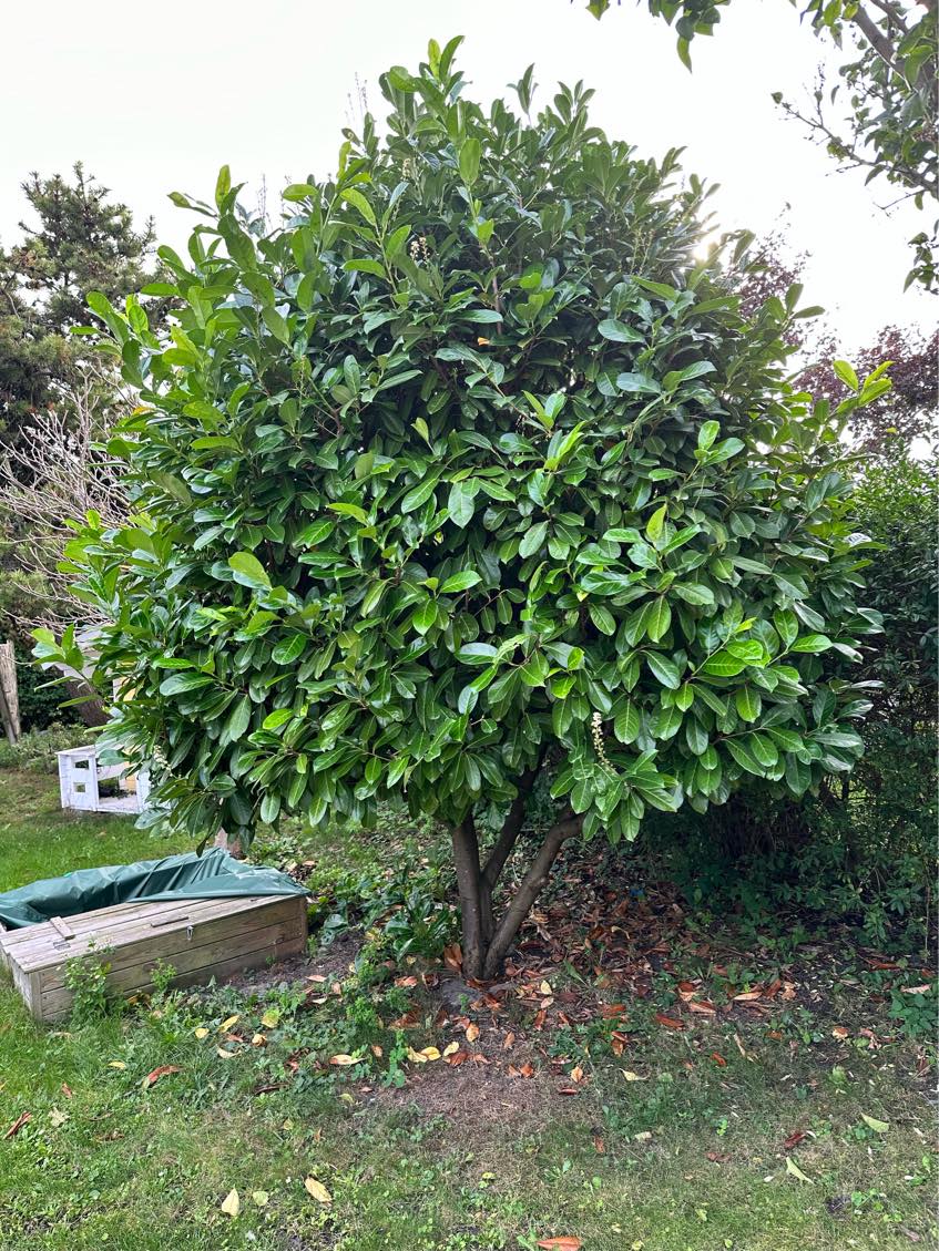 Havehjælp / beskæring af træer og buske