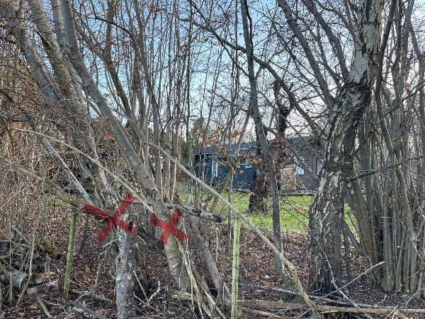 Træbeskæring i have