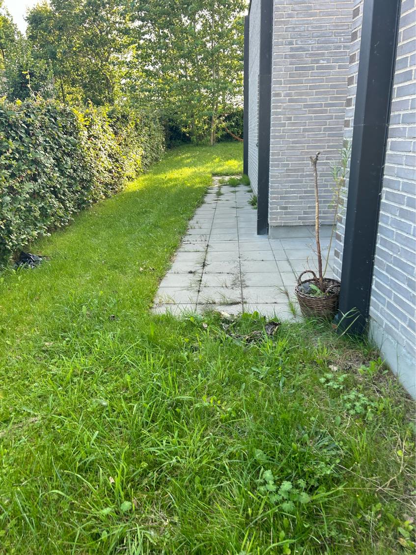 Klipning af hæk + græsslåning