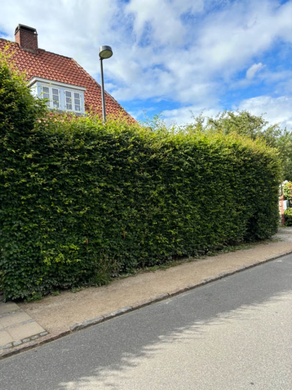 Klipning af bøgehæk