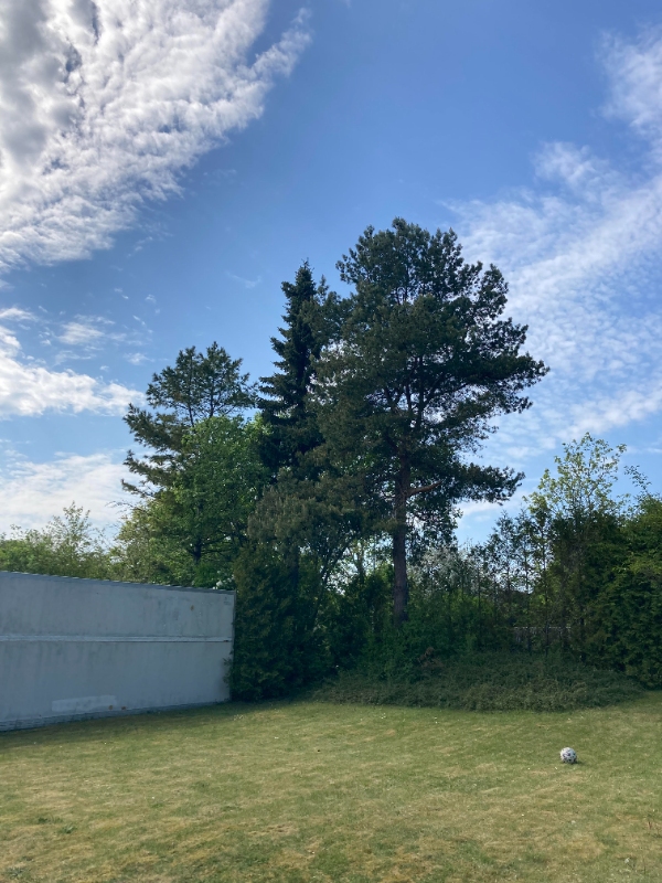 topkapping af fyrretræ