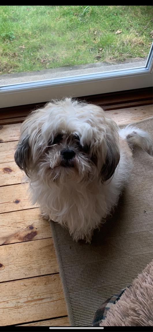 Passe en lille hund i 4 dage