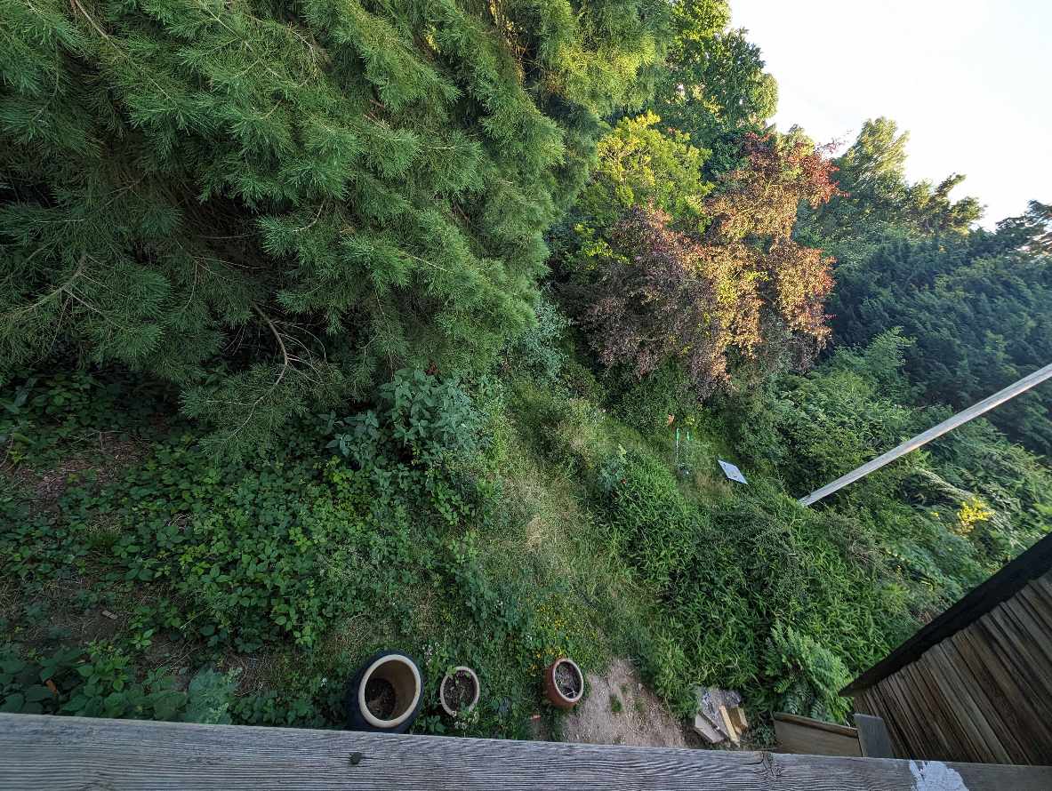 Havearbejde i jungle :)