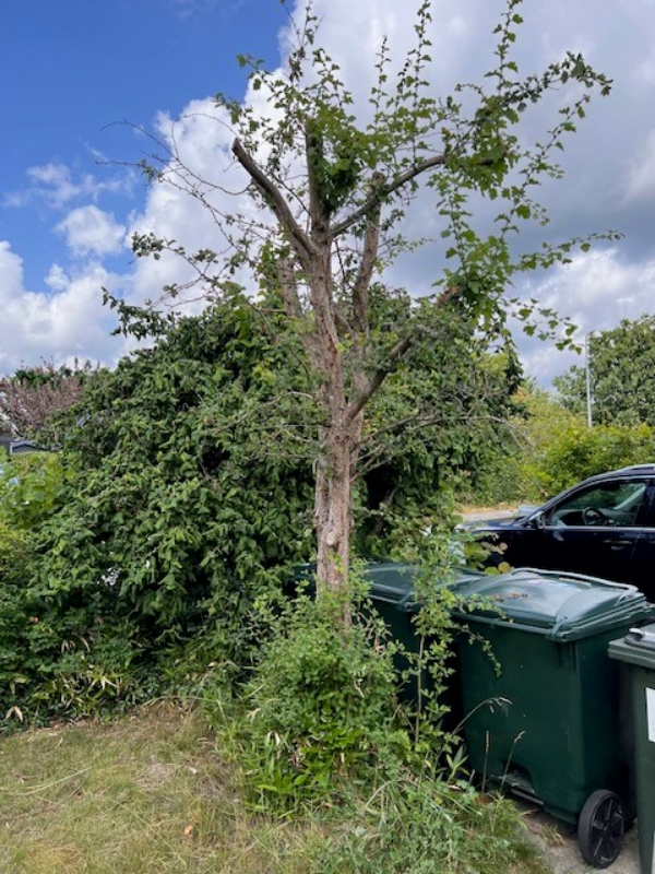 Ordne buske og klippe hæk