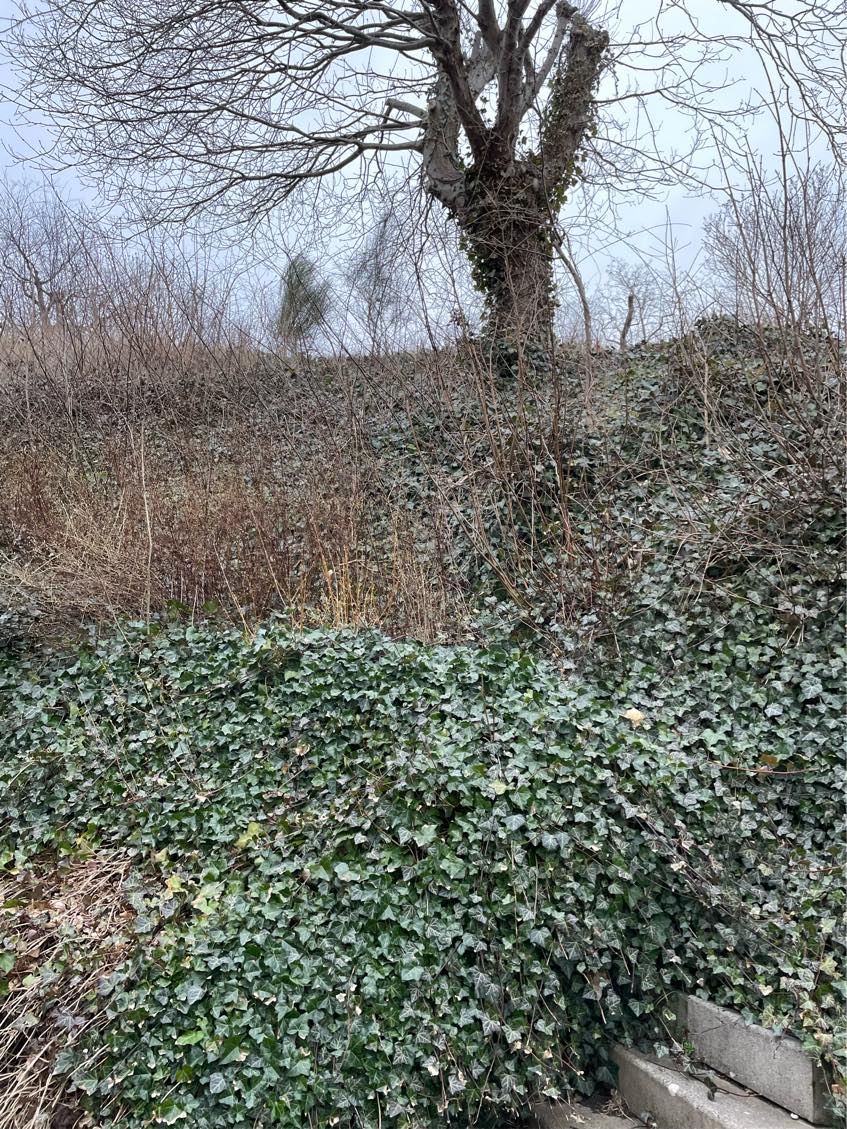 Kraftig beskæring af skrænt på ca 400 m2. Skrænten er relativt stejl. Skal beskæres fra ca 1 meter til 50 cm.