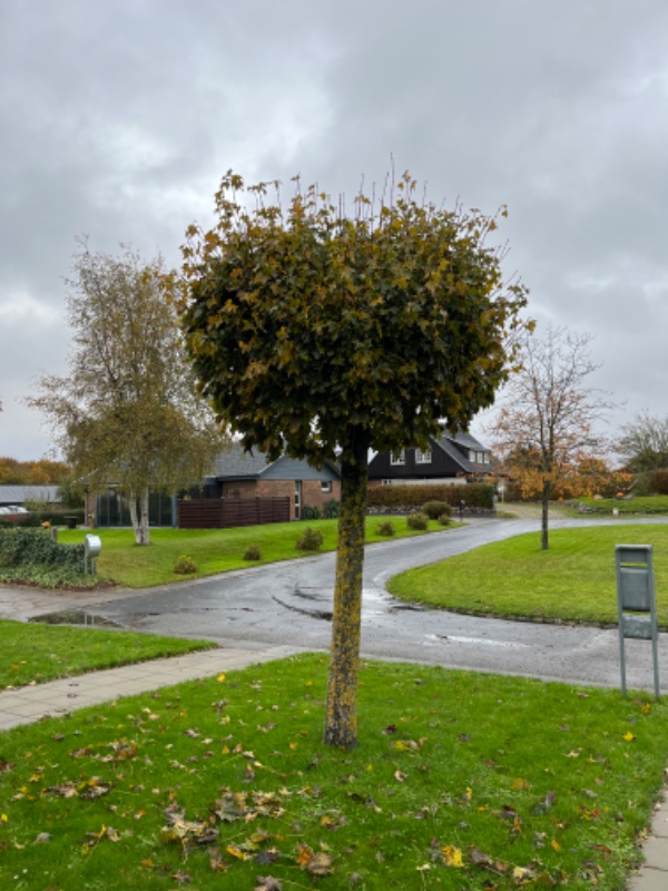 Mild beskæring af fire kugleahorn