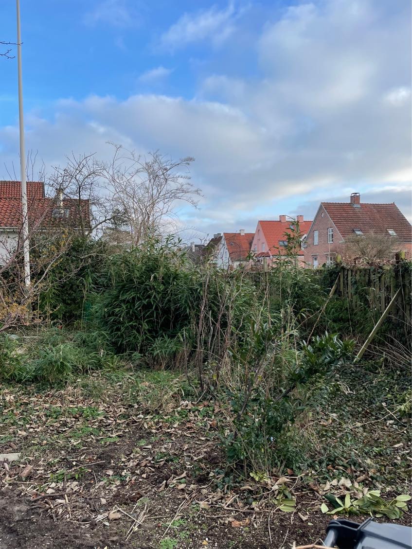 Fjernelse af bambus i haven