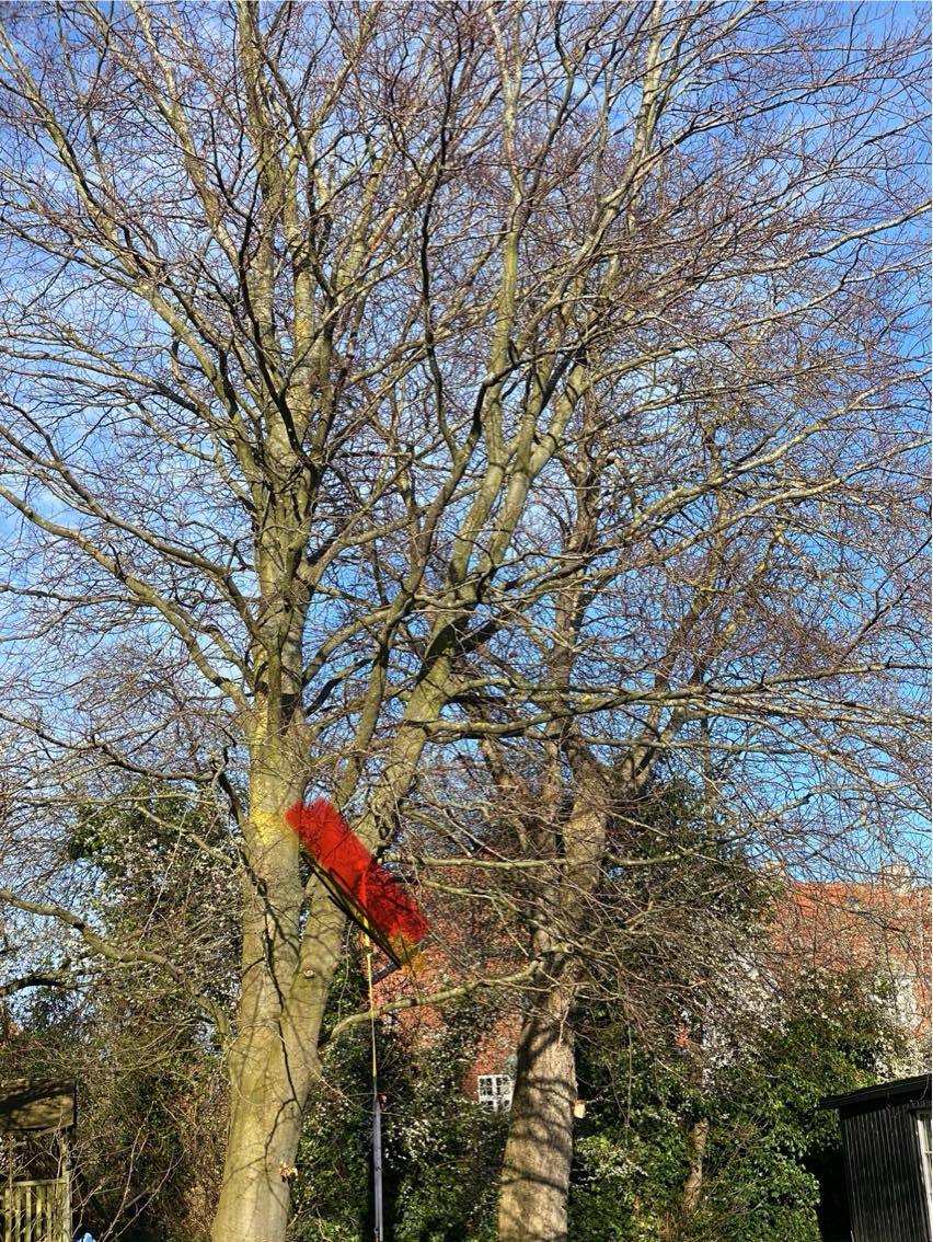 beskæring af bøgetræ