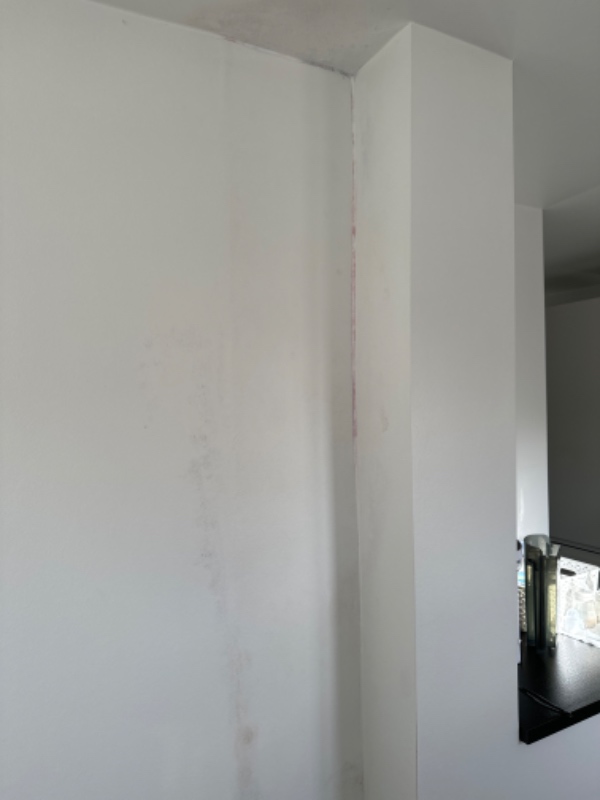 Fjernelse af skimmelsvamp akut