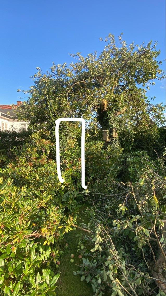 Træfældning + bortkørsel