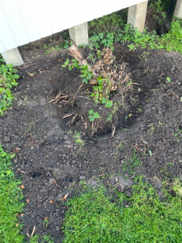 7 små stubbe og ca 2m ligusterhæk fjernes/fræses. Ca 6kv urtehave fjernes og jævnes