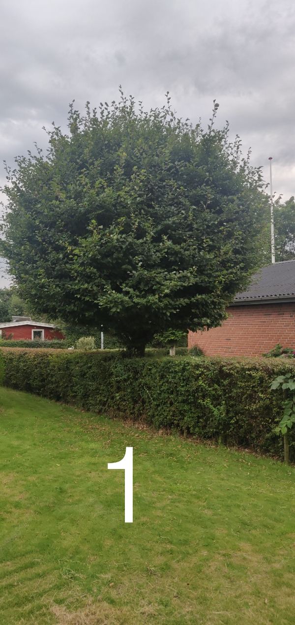 Træfældning og beskæring