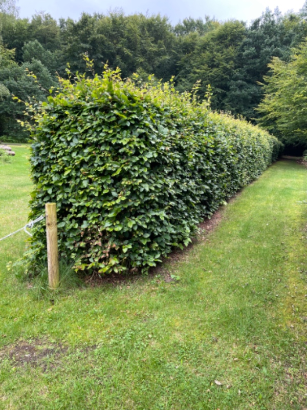 Klipning af bøgehække