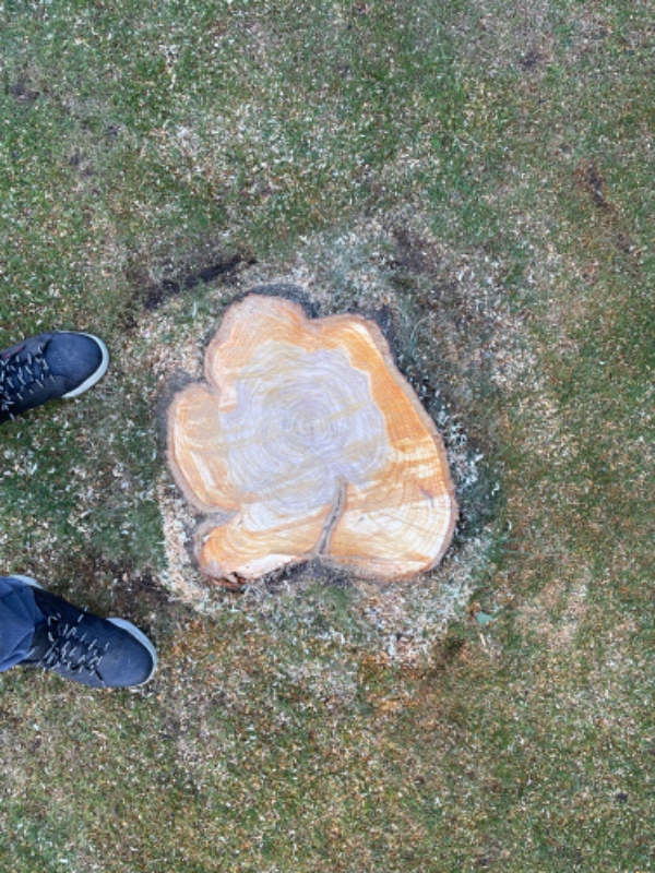 Rodfræsning af 3 stubbe