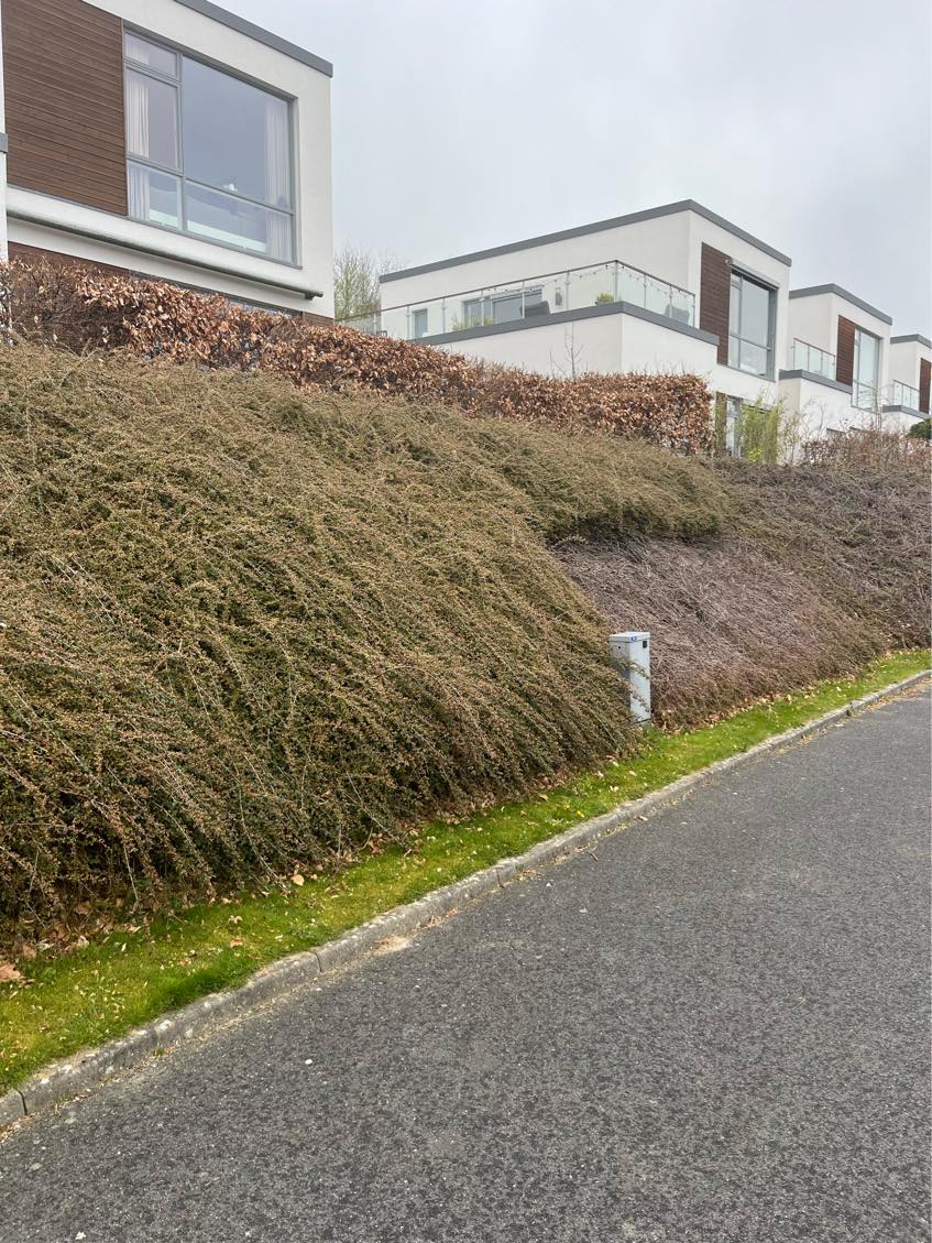 Klippet bunddække planter