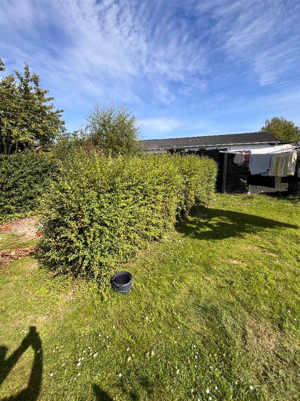 Fjerne hæk i baghave og klippe bøgehæk i forhave indvendigt