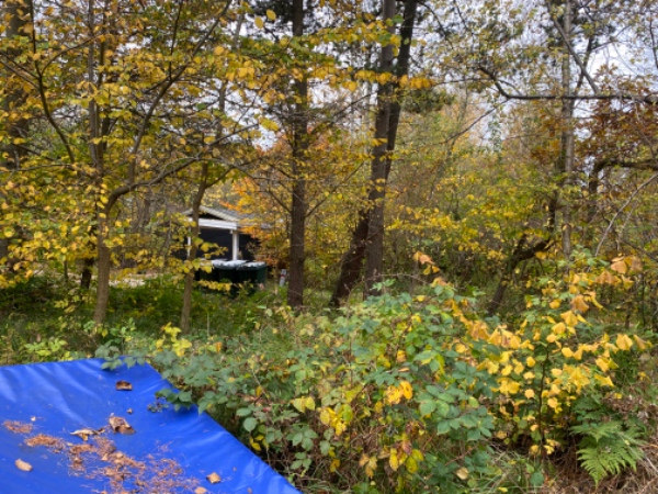 Topkapning af 6 træer