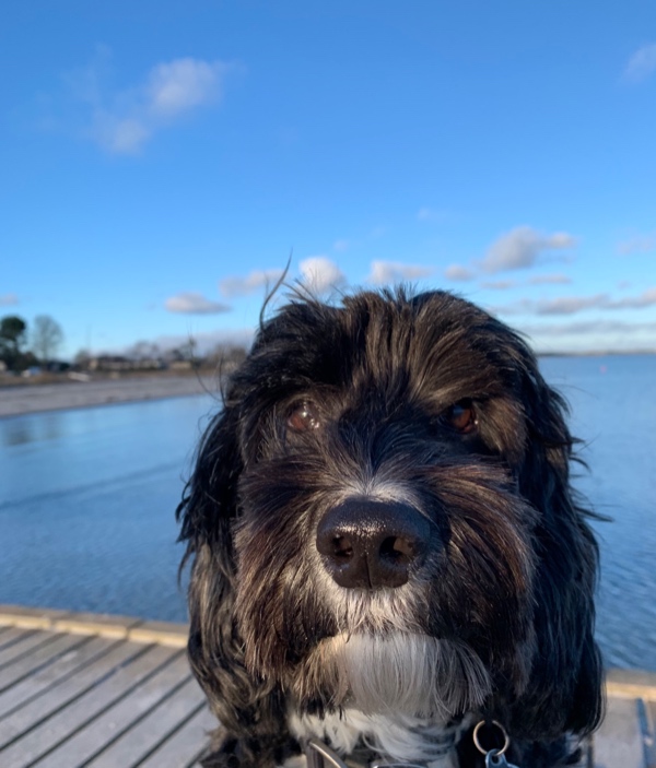 Hundepasning en hel weekend