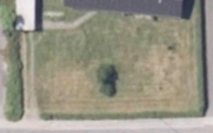 Klippet hæk 50-75  meget hæk,