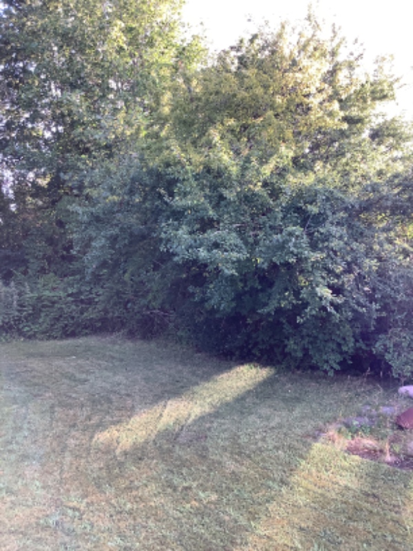 Beskæring og fældning af træer