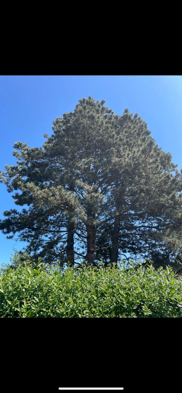 Vi har tre træer på vores grund på ca 10-15 m,  som skal fælles.