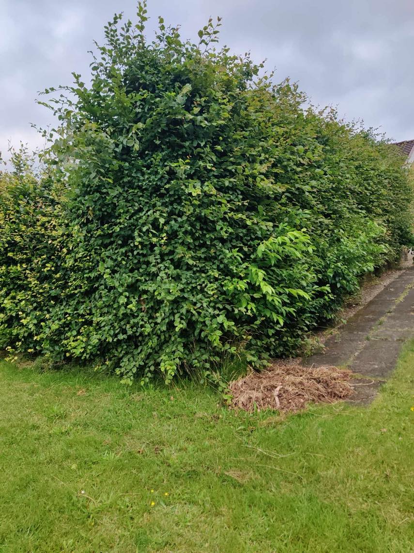 Fjernet ukrudt, klippe hæk og trimme græs i Billund