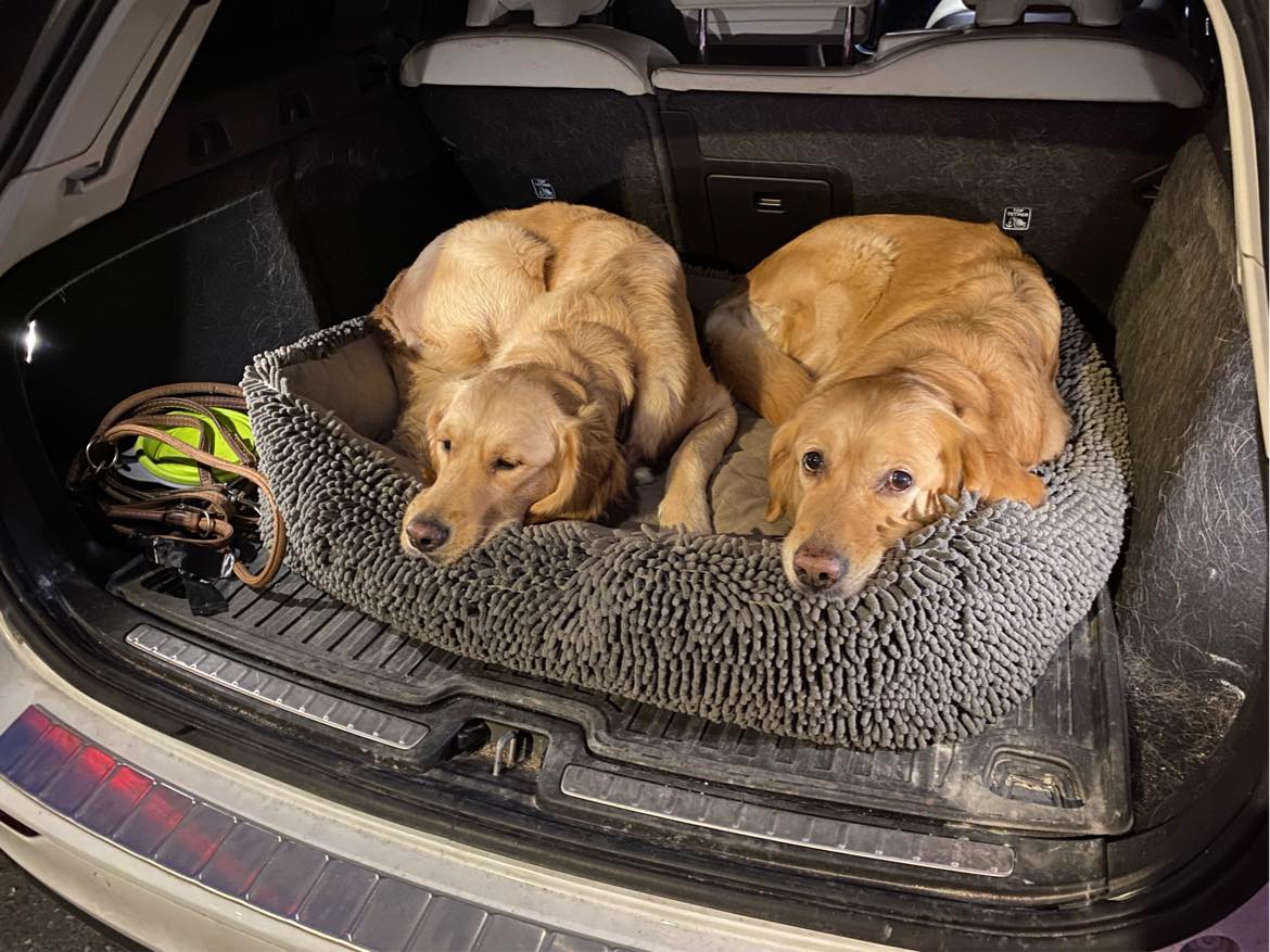 Hundepasning i ferie 22. Juli til 3. August