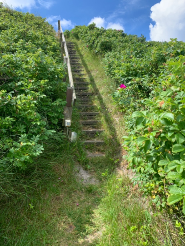 Nedklipning af hybenhæk