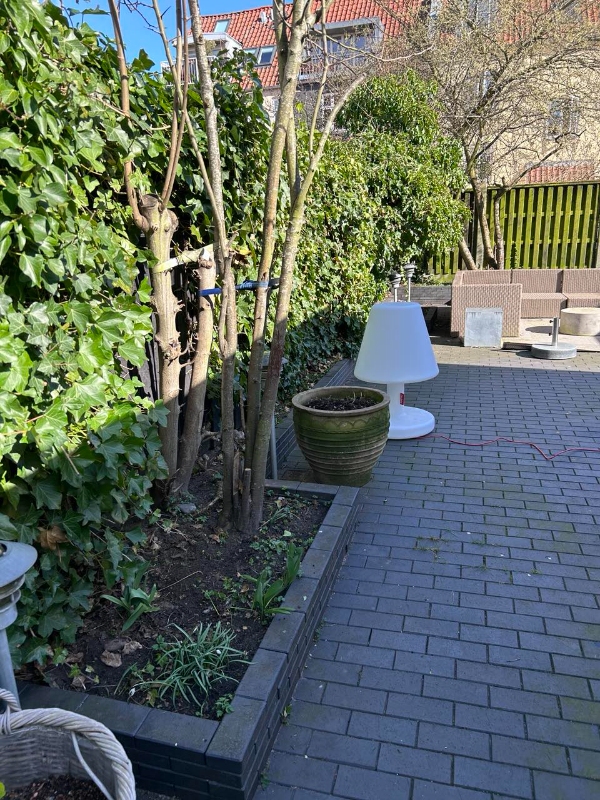 Fjernelse af efeu og beskæring