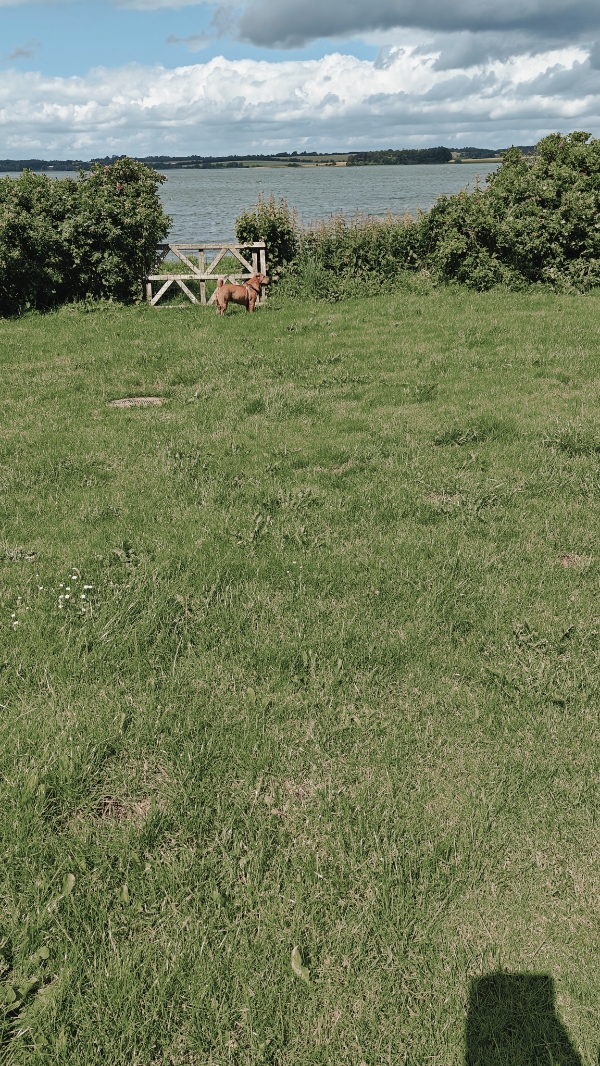 Græsslåning og hækklipning