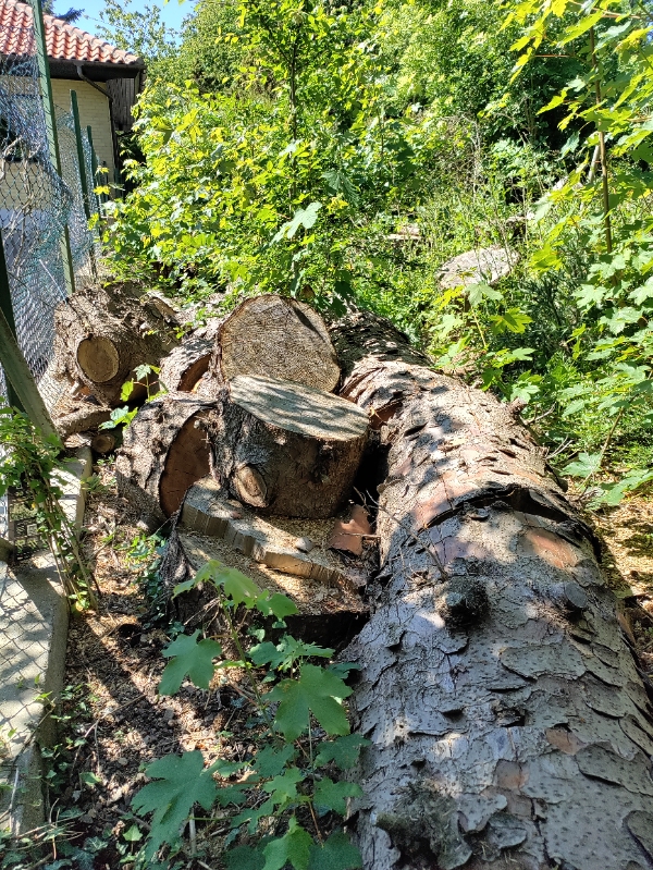 Kløve en masse brænde med en elektrisk brændekløver. Der er 11 træer. Se evt. Billeder