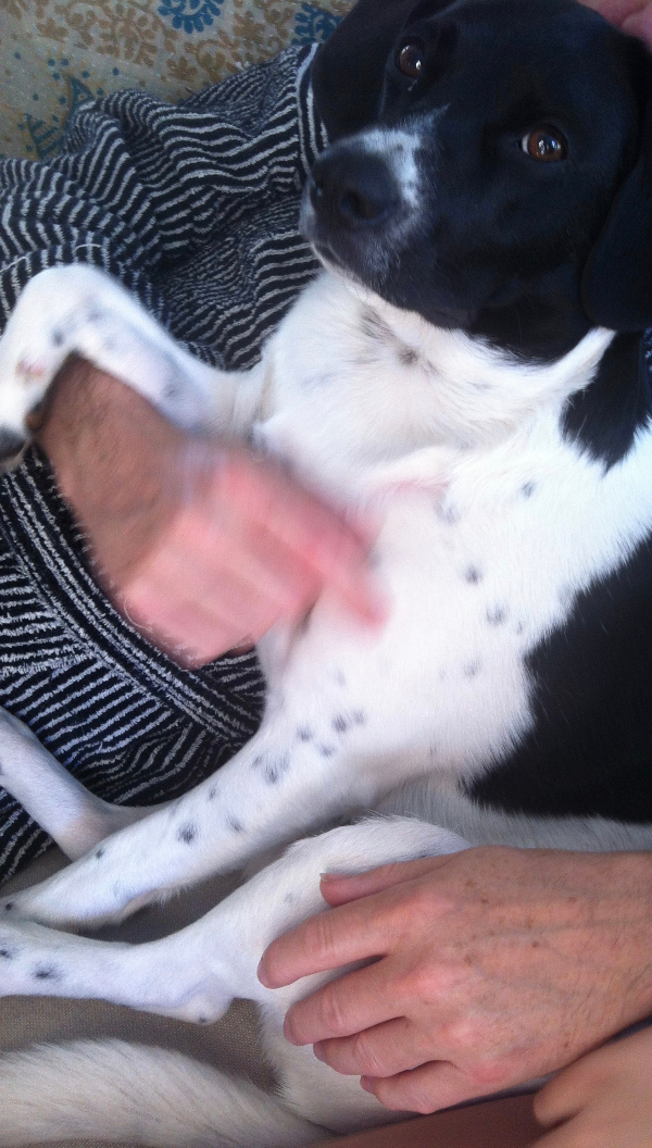 Akut hundepasning fra i aften 16. juli