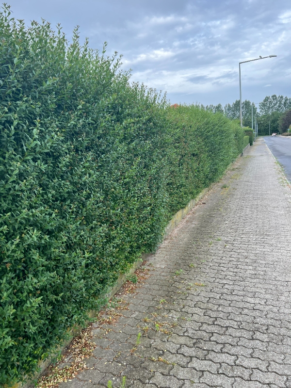 Klipning af ligusterhæk og bøgehæk samt efterfølgende bortkørsel af affald.