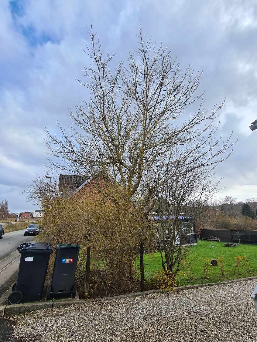 Tilskæring af trætop