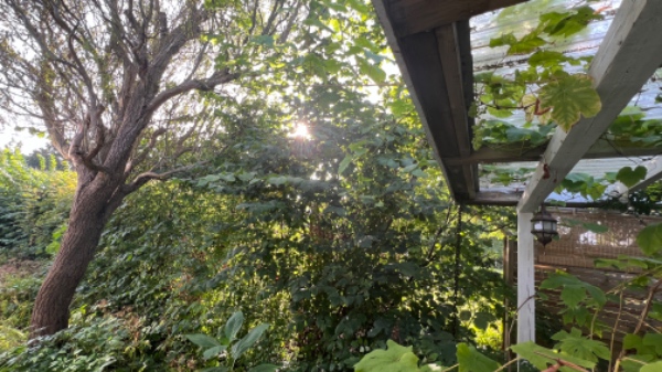 Beskæring af æbletræer og hæk