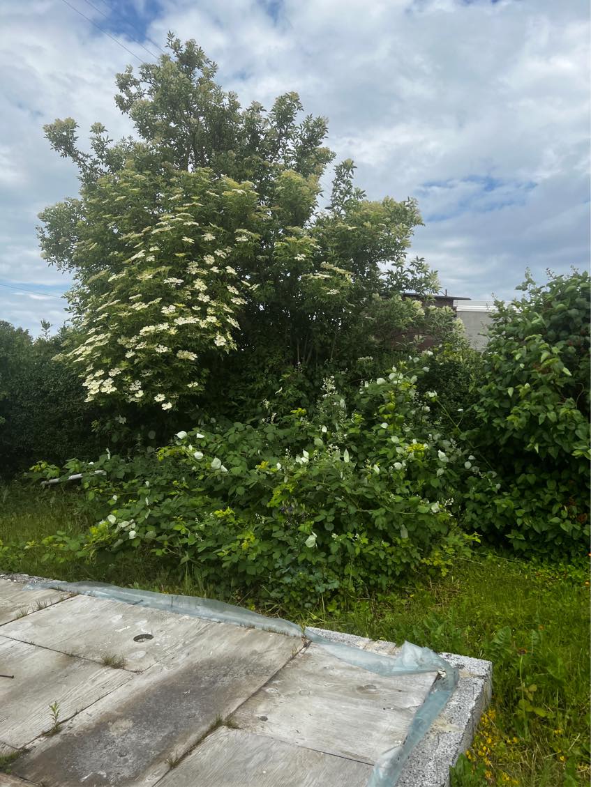 Busk og træ skal fjernes