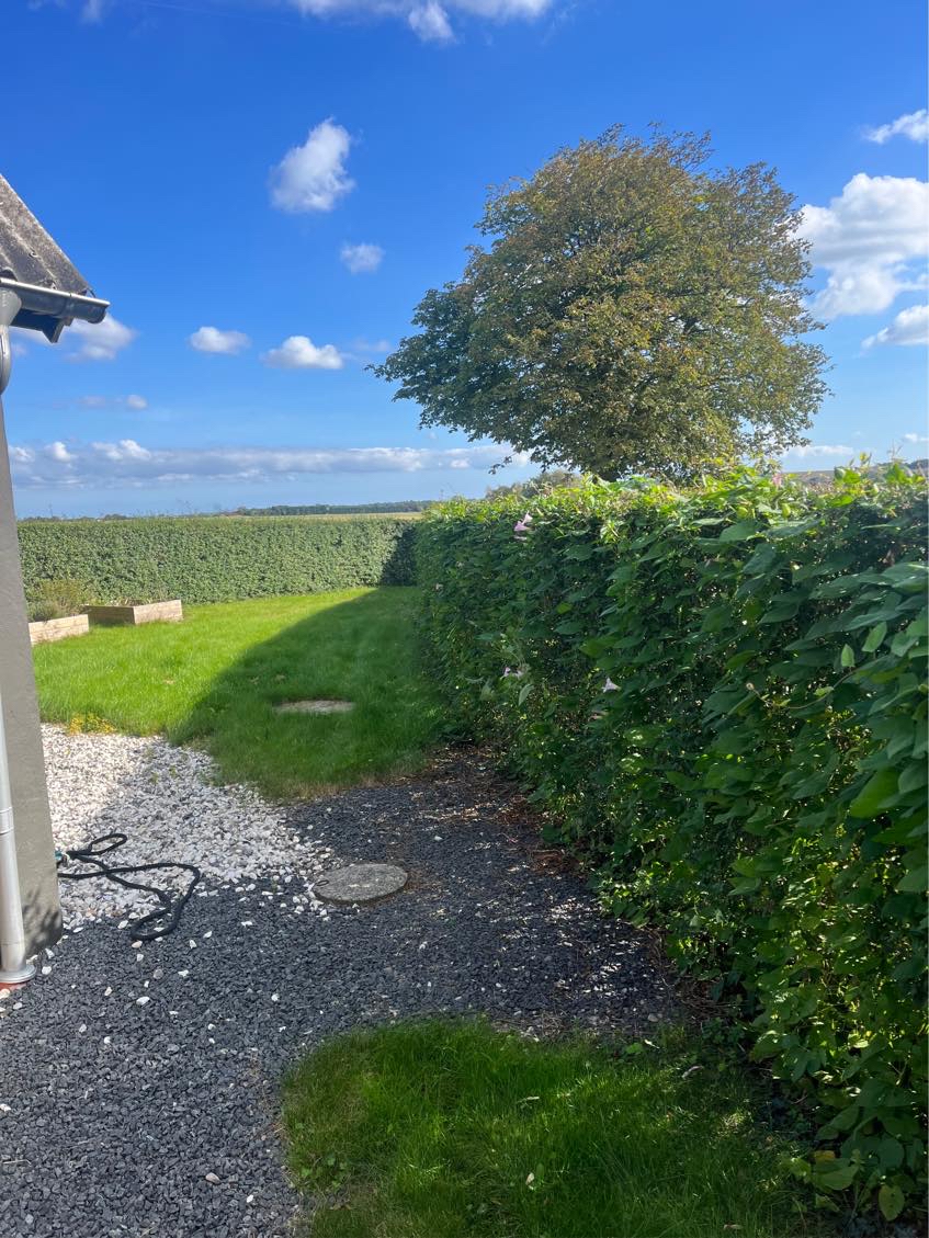 Slået græs / let hæklipning / ordne træ