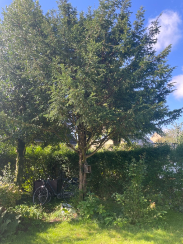 Fælde træ, rodfræsd