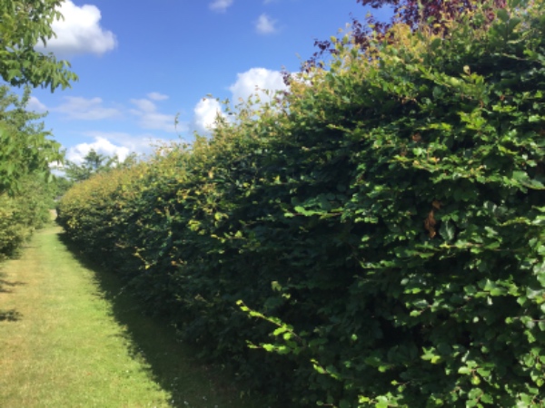 Klipning/beskæring af bøgehæk på ca. 220 cm til ca. 160 cm. Køre affald væk.