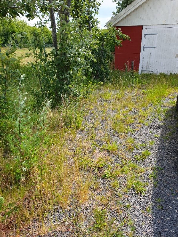 Overgroet forhave og baghave