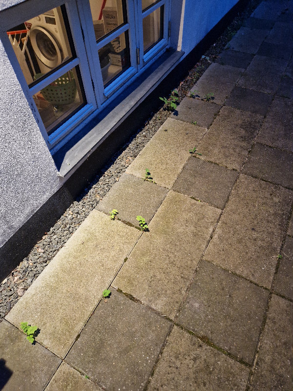 Beskæring af træ m.m.