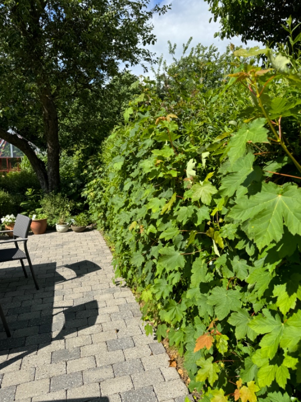 Hækklipning 100 meter Risskov