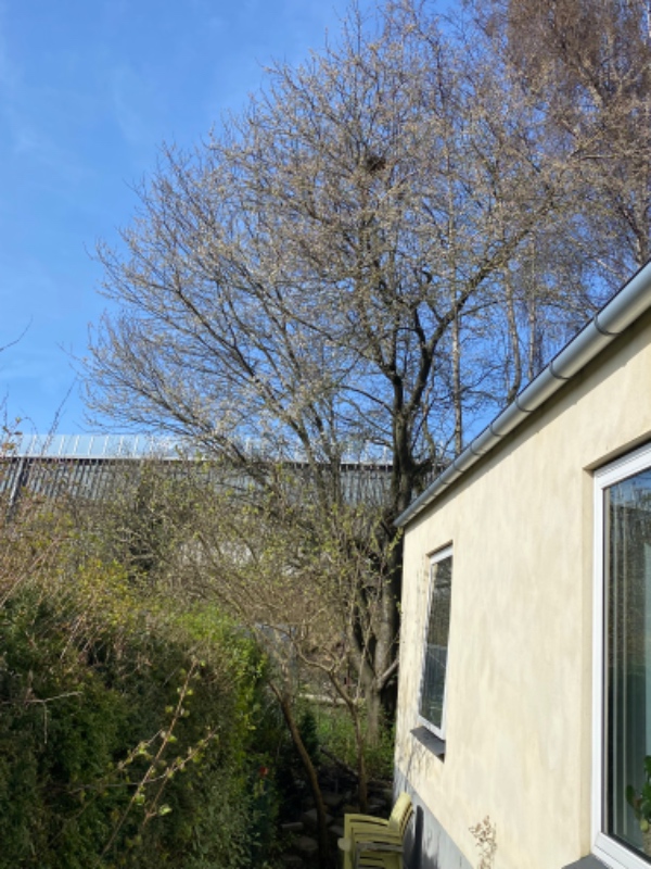 Fældning af mirabelletræ, godkendt af kommunen