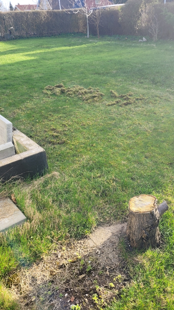 Mosfjerning fra græsplæne